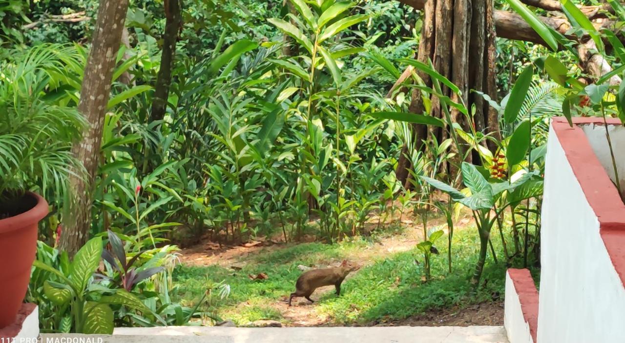 Casa Hadassa La Canada Palenque Eksteriør bilde