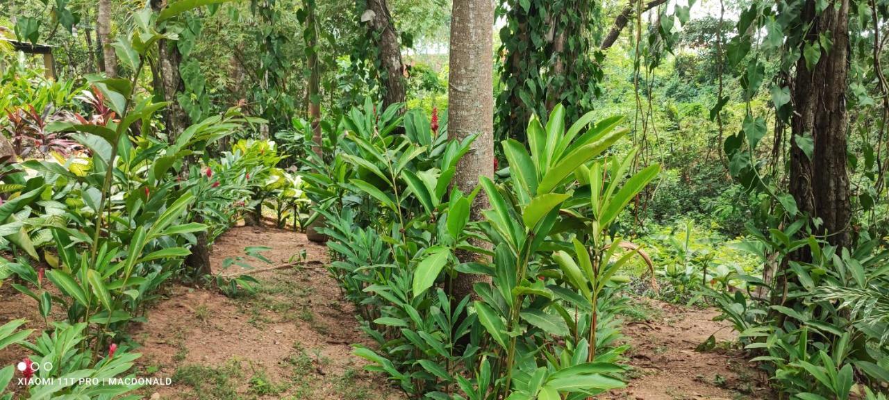 Casa Hadassa La Canada Palenque Eksteriør bilde